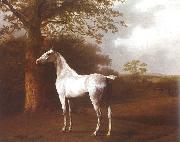 Agasse, Jacques-Laurent, White Horse in Pasture